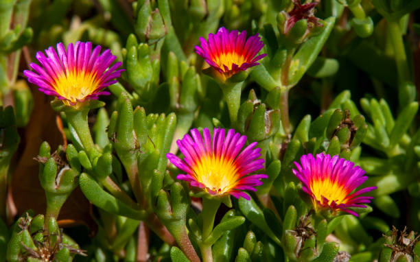 Magenta and yellow flowers of a delosperma nubigenum or ice-plant Delosperma nubigenum, commonly called ice plant, is native to certain mountainous areas of South Africa. It is a mat-forming succulent with fleshy, green leaves and yellow, daisy-like flowers. delosperma nubigenum stock pictures, royalty-free photos & images