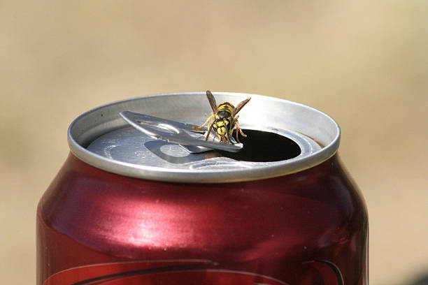 Wasp on a can of soda