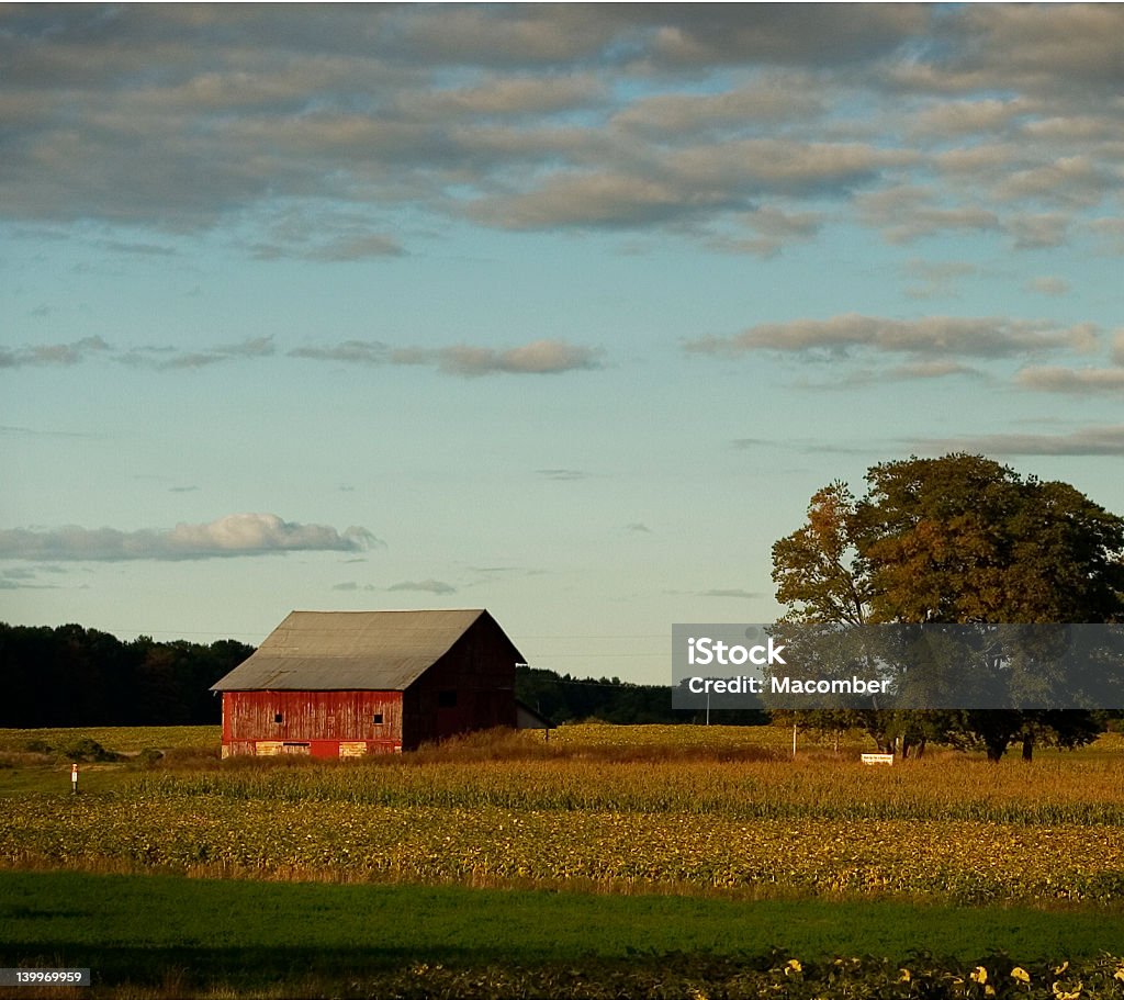 Ambiente de fazenda - Foto de stock de Agricultura royalty-free