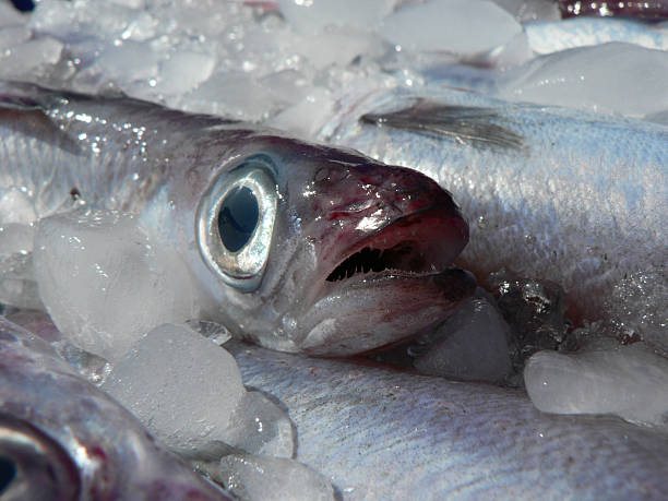 Attrapez un poisson frais sur glace - Photo
