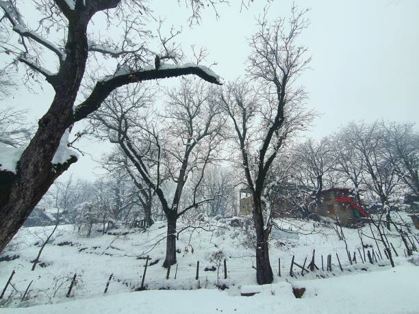istock Trees huge touches sky in winters. 1399700315