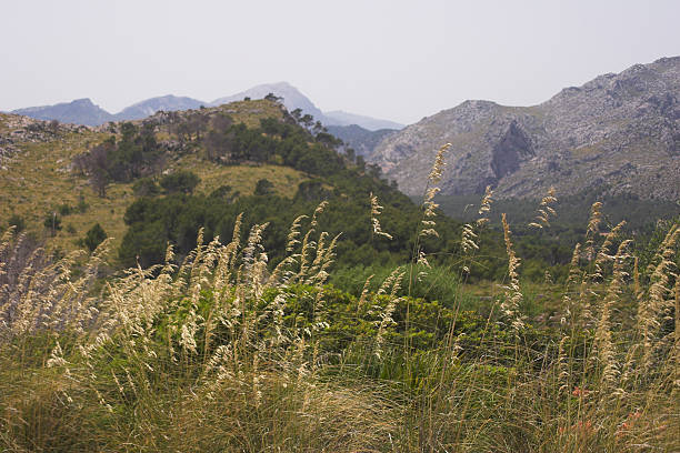 Grass & mountains stock photo