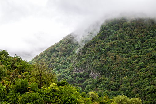 Mountain forest in rainy weather covered with low overcast clouds