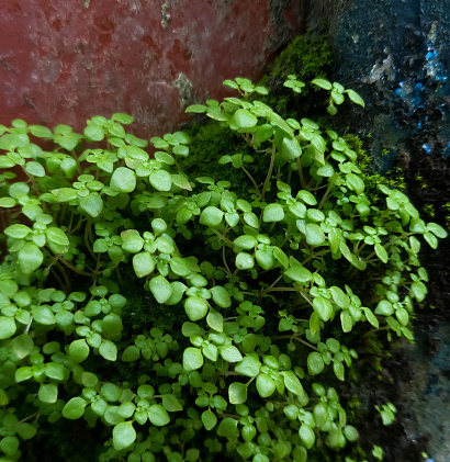 Green soleirolia soleirolii, Green Angel Tear Plant Or Pollyanna Vine, Baby Tears.