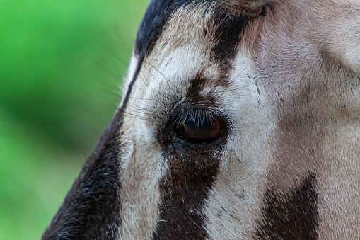 Antelope head close-up