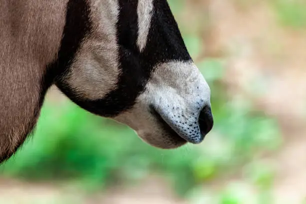 Photo of Antelope head close-up