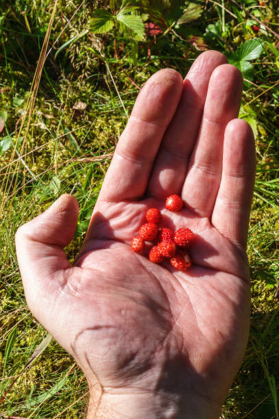 istock Hand picked sweet wild strawberries 1399702869