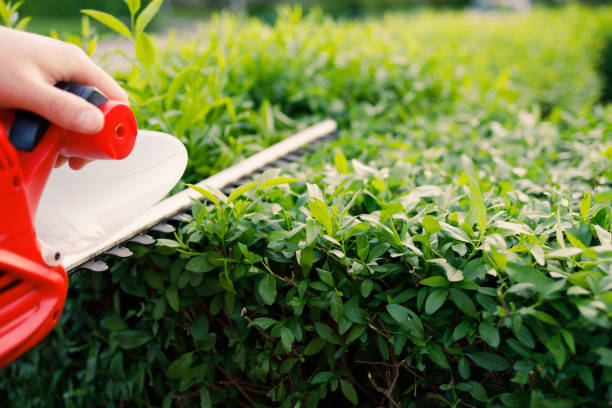istock Gardener Trimming Hedge In Garden 1399702906
