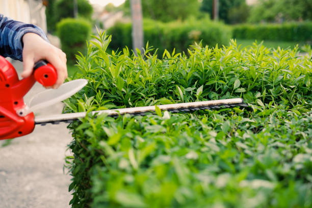 istock A man trimming hedge at the street 1399702923