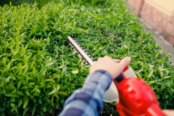 istock Competent caucasian gardener cutting bushes with electric trimming machine on back yard. Strong young man using modern gardening tool for shaping overgrown hedge. 1399702932