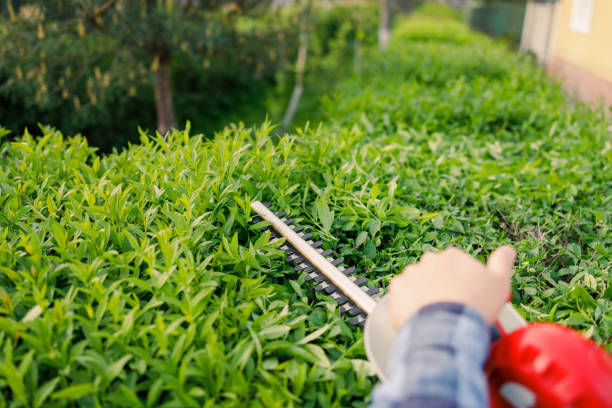 istock Hobbyist gardener using a hedge clipper in the home garden 1399702938