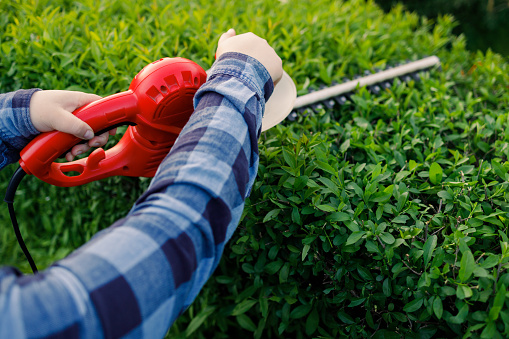 Close up shot of a landscape worker using a hedge trimmer to prune a holly bush