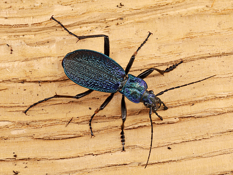 Blue ground beetle, Carabus intricatus, isolated on wooden background, top view.