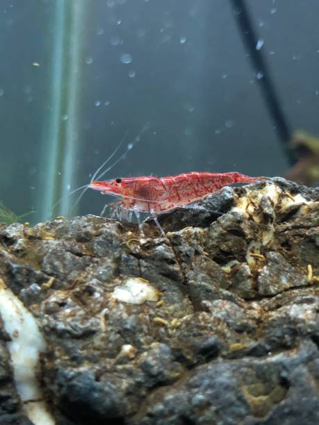 istock Red Cerry shrimp 1399703074