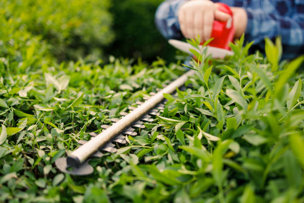 um jardineiro aparando arbusto verde com máquina de aparador - electric trimmer - fotografias e filmes do acervo