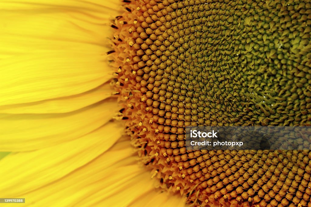 sunflower close up sunflower Agriculture Stock Photo