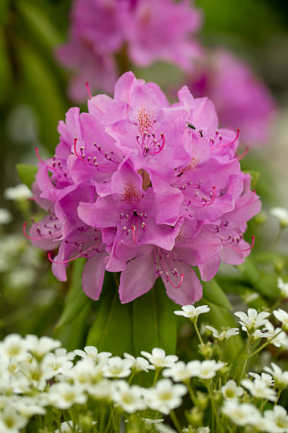 rhododendron en fleurs dans le jardin - lotus ornamental garden insect summer photos et images de collection