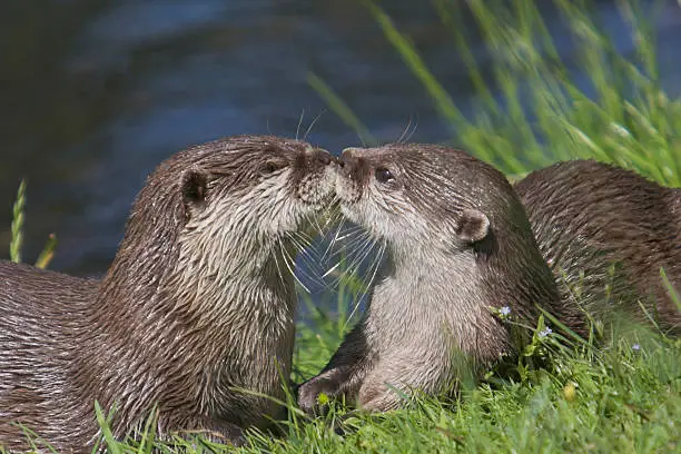 Two Sea Otters kissing each other.