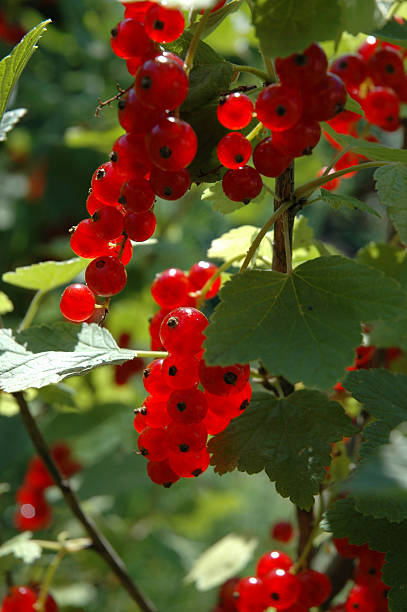 Red currants stock photo