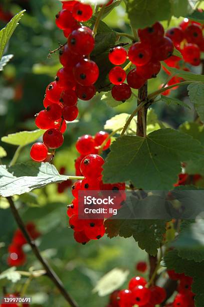 Red Currants Stock Photo - Download Image Now - Fruit, Gourmet, Ice