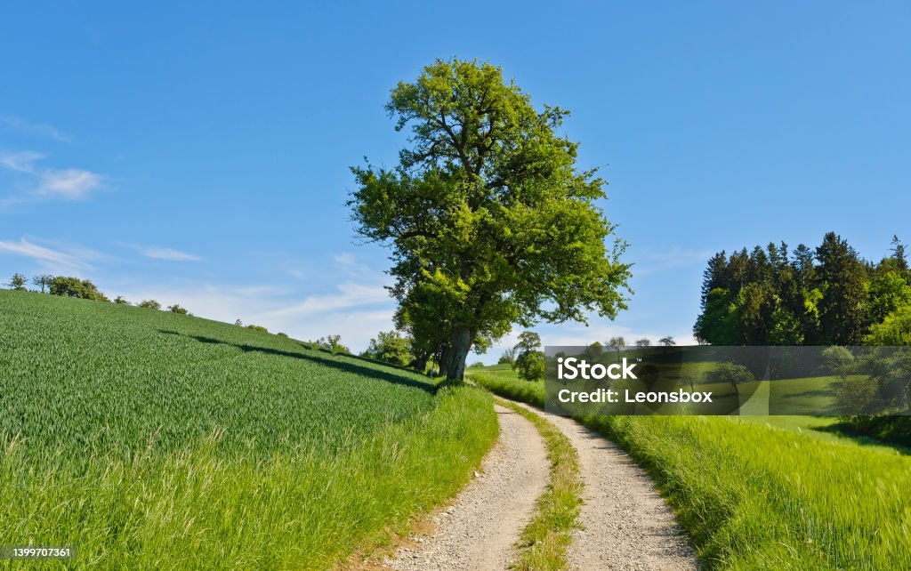 On the way in the rural area of Upper Austria (Hausruckviertel). A gravel road leads up the slight hill, old apple trees stand along the way. The grain is in full growth. Dirt Road Stock Photo