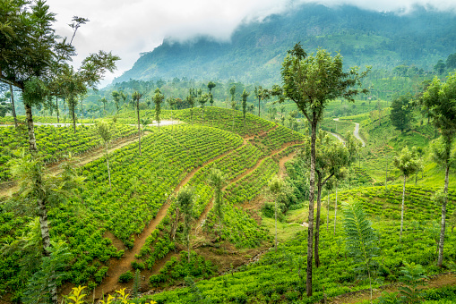 The incredible view of the tea  farming with Beauty of nature and the  the foggy weather view