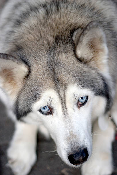 Retrato do Cão husky - fotografia de stock