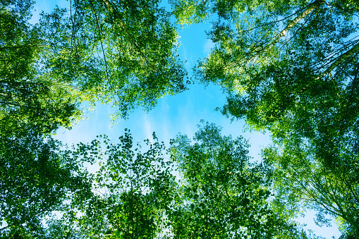 Fresh green treetops framing a bright blue sky