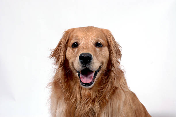 istock Golden Retriever on white - 1 139970987
