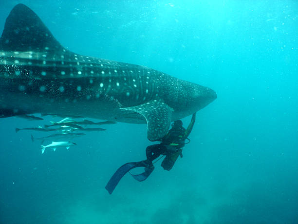 istock Whale shark with scuba diver 139971042