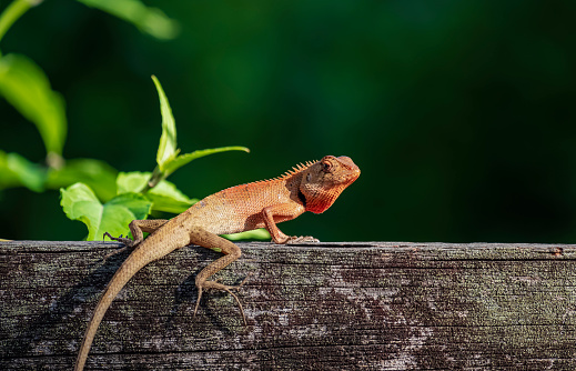 Asian brown chameleon sitting on the old wooden fence with blurred dark greenery background