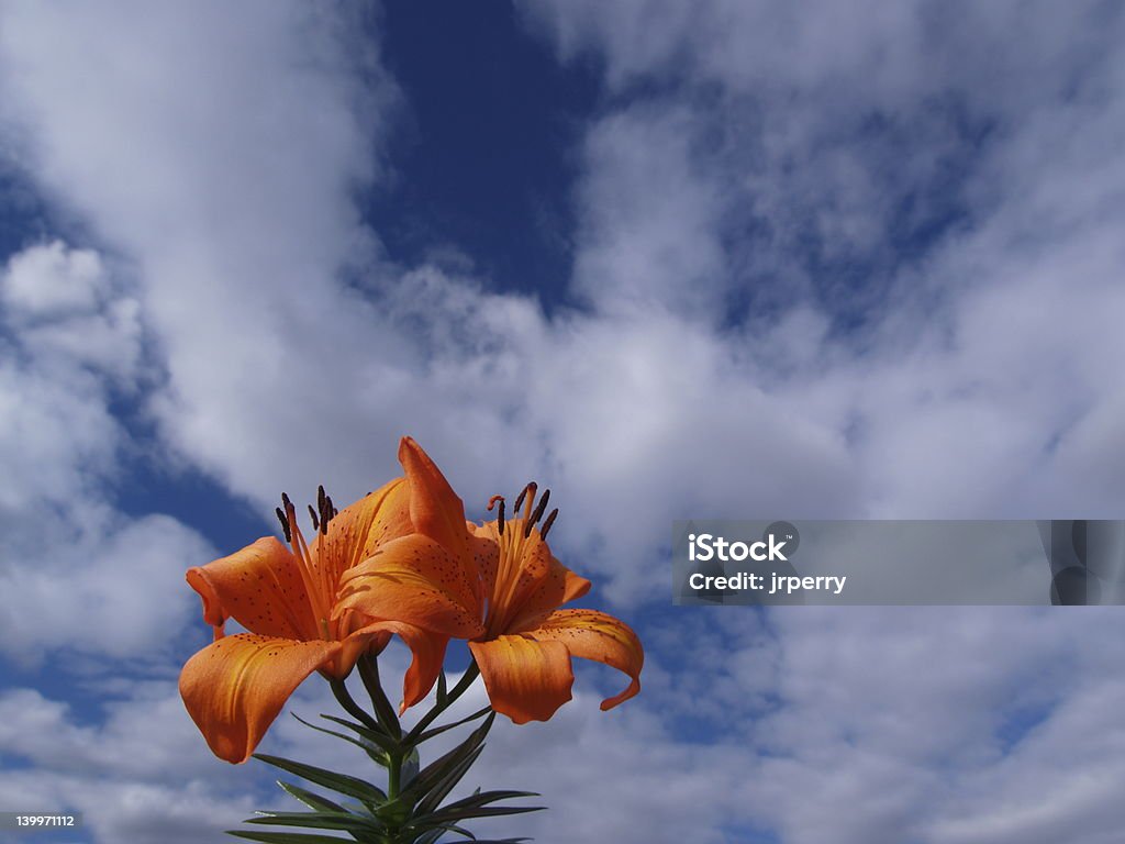 Tiger Lily 01 - Lizenzfrei Biologie Stock-Foto