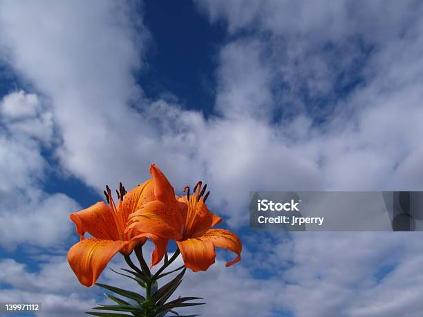 Tiger Lily 01 - Fotografie stock e altre immagini di Ambientazione esterna - Ambientazione esterna, Ambientazione tranquilla, Amore