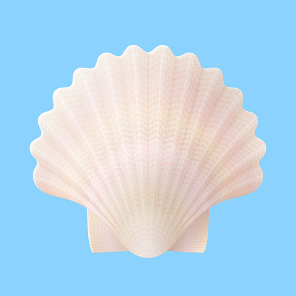 Nacreous scallops shell, top view. Vector illustration for travel concept, seafood, southern nature, seaside resort, beach, etc