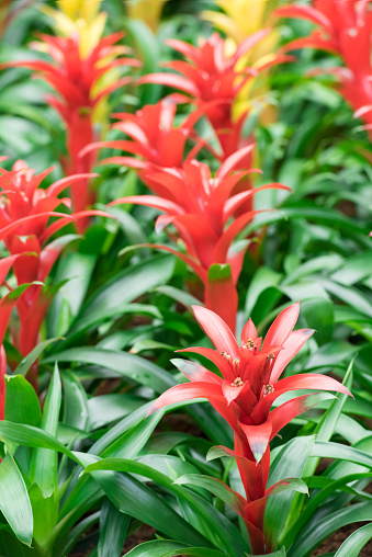 A group of red and yellow Guzmania flowers. Guzmania is a genus of over 120 species of flowering plants in the botanical family Bromeliaceae. They are native to Florida, the West Indies, southern Mexico, Central America, and northern and western South America. They require warm temperatures and relatively high humidity.