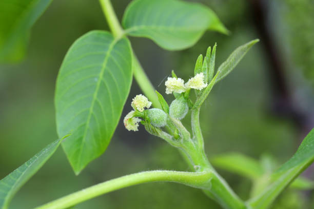 flores de nogal hembra, brotes y hojas jóvenes. juglans regia (juglandaceae). - walnut tree walnut nut branch fotografías e imágenes de stock