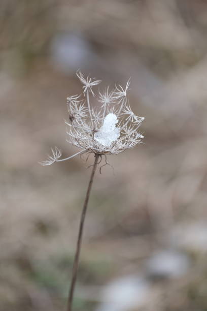 istock Dry plants in nature early spring, plant with ice 1399712032