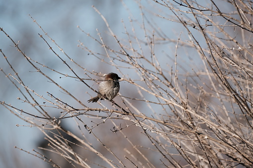 House sparrow in nature on a branch, cute tiny brown bird on a tree.