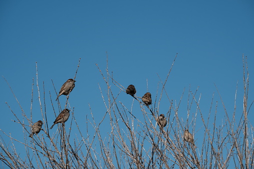 Multiple house sparrows in nature on bush. Sparrow birds in nature in a group. Cute brown birds.