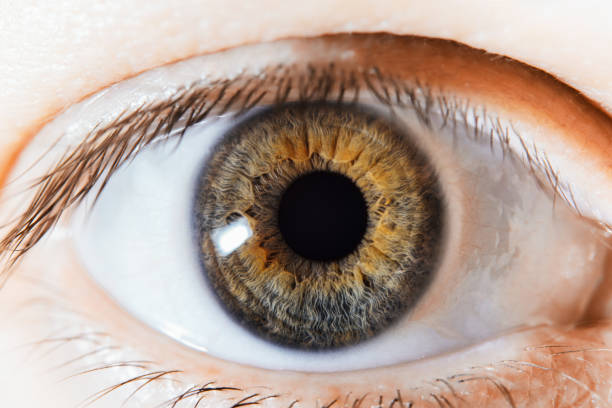 makro zdjęcie ludzkiego dziecięcego oka patrzącego w bok. - eyeball iris human eye macro zdjęcia i obrazy z banku zdjęć