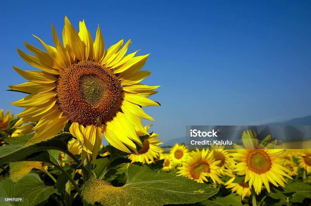 Sunflowers Suíça - Royalty-free Abelha Foto de stock