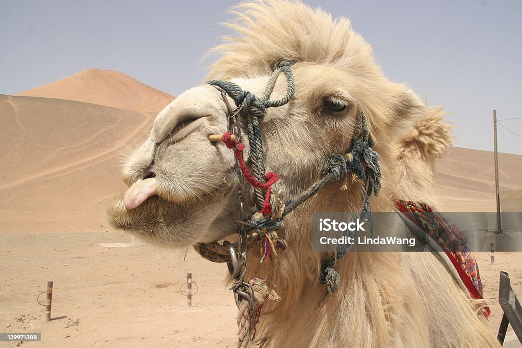 Camel lick A camel at MingSha Shan (Singing Sand Dunes) in Dunhuang, China (Xinjiang province) sticks out his tongue. Camel Stock Photo