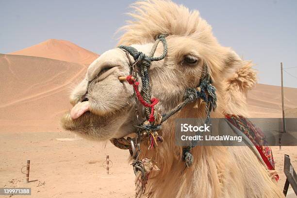 Camel Lick Stock Photo - Download Image Now - Camel, Sticking Out Tongue, Amusement Park Ride