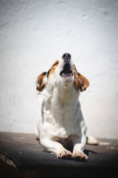 istock protective Jack Russell Terrier with a calm and affectionate expression stands in the middle of the road on a farm and watches over all the animals. Has its origins in fox hunting 1399713956