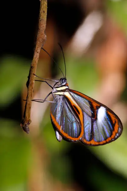 Photo of Lavinia Clearwing