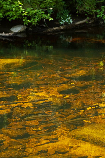 Salmón del Atlántico y piscina - foto de stock