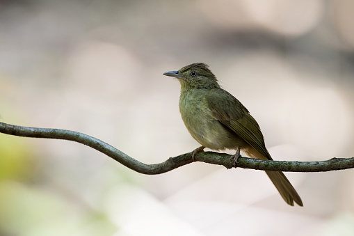 Closed up adult Grey-eyed bulbul, uprisen angle view, front shot, in the morning perching on the big branch of tropical tree in nature of tropical moist montane forest, in northeastern Thailand.