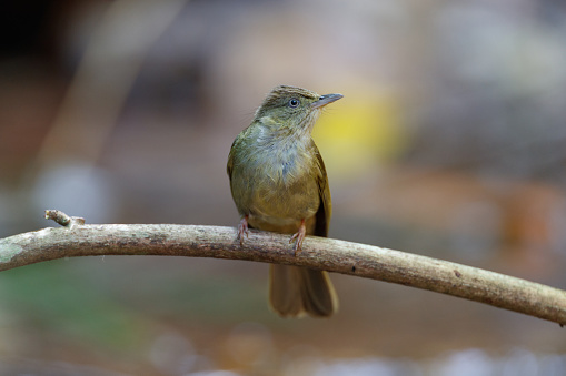 Closed up adult Grey-eyed bulbul, uprisen angle view, front shot, in the morning perching on the big branch of tropical tree in nature of tropical moist montane forest, in northeastern Thailand.