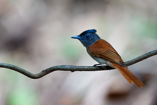 Closed up beautiful adult female Oriental paradise flycatcher or Blyth's paradise flycatcher, uprisen angle view, rear shot, perching on the curved vine in nature of tropical moist montane forest, national park in northern Thailand.