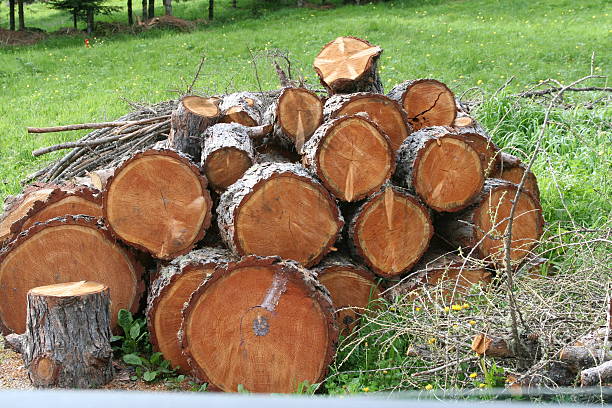 istock Logs in Dolomiti Alps Italy 139971646
